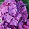 Let's Dance 'Big Band' Dwarf Hydrangea - 3 Gallon Pot 1 Let's Dance 'Big Band' Dwarf Hydrangea - 3 Gallon Pot -Wilson Bros Gardens hydrangea macrophylla lets dance big band 2