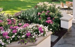 Let's Dance 'Big Band' Dwarf Hydrangea - 3 Gallon Pot 15 Let's Dance 'Big Band' Dwarf Hydrangea - 3 Gallon Pot -Wilson Bros Gardens hydrangea macrophylla lets dance big band 3