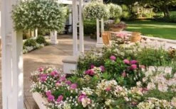 Let's Dance 'Big Band' Dwarf Hydrangea - 3 Gallon Pot 14 Let's Dance 'Big Band' Dwarf Hydrangea - 3 Gallon Pot -Wilson Bros Gardens hydrangea macrophylla lets dance big band 4