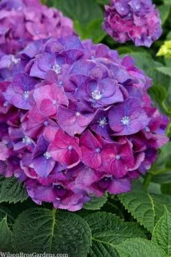 Let's Dance 'Big Band' Dwarf Hydrangea - 3 Gallon Pot 13 Let's Dance 'Big Band' Dwarf Hydrangea - 3 Gallon Pot -Wilson Bros Gardens hydrangea macrophylla lets dance big band 5