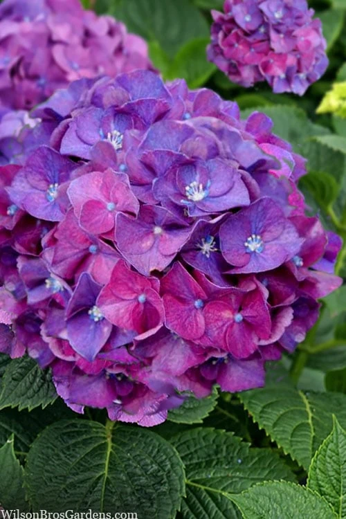 Let's Dance 'Big Band' Dwarf Hydrangea - 3 Gallon Pot 7 Let's Dance 'Big Band' Dwarf Hydrangea - 3 Gallon Pot - Image 5