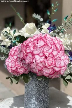 Miss Saori Hydrangea - 1 Gallon Pot 14 Miss Saori Hydrangea - 1 Gallon Pot -Wilson Bros Gardens hydrangea macrophylla miss saori 20