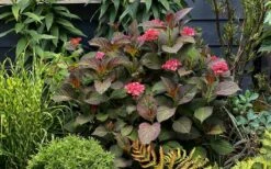 Miss Saori Hydrangea - 1 Gallon Pot 15 Miss Saori Hydrangea - 1 Gallon Pot -Wilson Bros Gardens hydrangea macrophylla miss saori 9