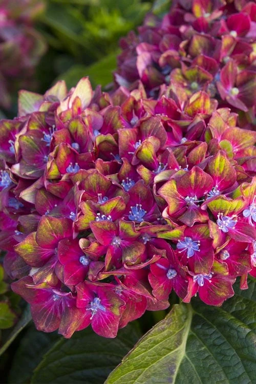 Pistachio Hydrangea - 5 Gallon Pot 8 Pistachio Hydrangea - 5 Gallon Pot - Image 6