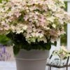 Early Evolution Hydrangea - 1 Gallon Pot 1 Early Evolution Hydrangea - 1 Gallon Pot -Wilson Bros Gardens hydrangea paniculata early evolution 1