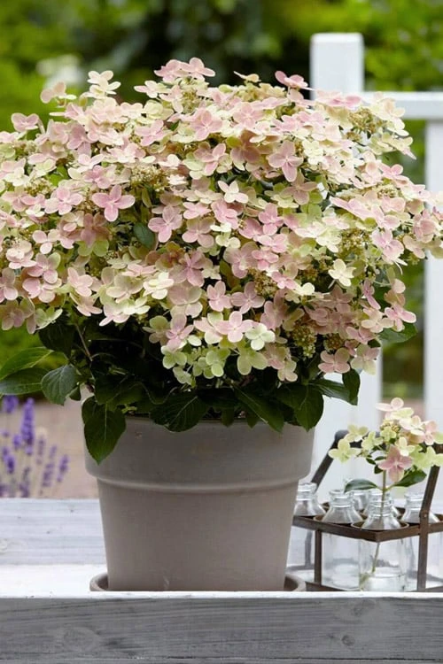 Early Evolution Hydrangea - 1 Gallon Pot 3 Early Evolution Hydrangea - 1 Gallon Pot