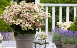 Early Evolution Hydrangea - 1 Gallon Pot 14 Early Evolution Hydrangea - 1 Gallon Pot -Wilson Bros Gardens hydrangea paniculata early evolution 2