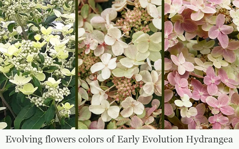 Early Evolution Hydrangea - 1 Gallon Pot 6 Early Evolution Hydrangea - 1 Gallon Pot - Image 4