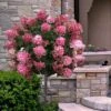 Fire Light Hydrangea - Single Trunk Topiary Tree - 5 Gallon Pot