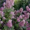 Gatsby Pink Oakleaf Hydrangea - 3 Gallon Pot 2 Gatsby Pink Oakleaf Hydrangea - 3 Gallon Pot -Wilson Bros Gardens hydrangea quercifolia gatsby pink 17