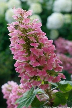Gatsby Pink Oakleaf Hydrangea - 3 Gallon Pot 10 Gatsby Pink Oakleaf Hydrangea - 3 Gallon Pot -Wilson Bros Gardens hydrangea quercifolia gatsby pink 7