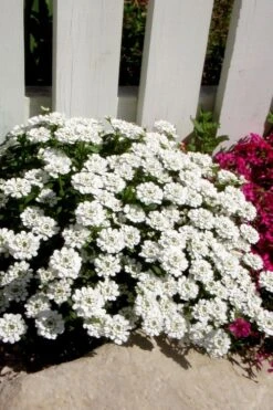 Alexander's White Candy Tuft (Iberis) - 1 Gallon Pot -Wilson Bros Gardens iberis sempervirens alexanders white 4