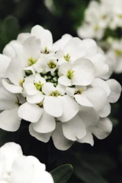 Alexander's White Candy Tuft (Iberis) - 1 Gallon Pot