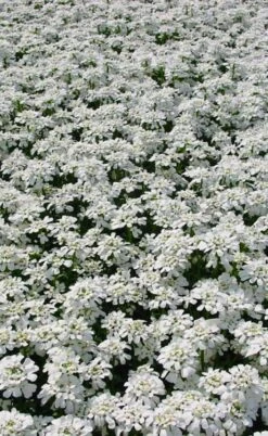 Alexander's White Candy Tuft (Iberis) - 1 Gallon Pot -Wilson Bros Gardens iberis sempervirens snowflake candytuft 3