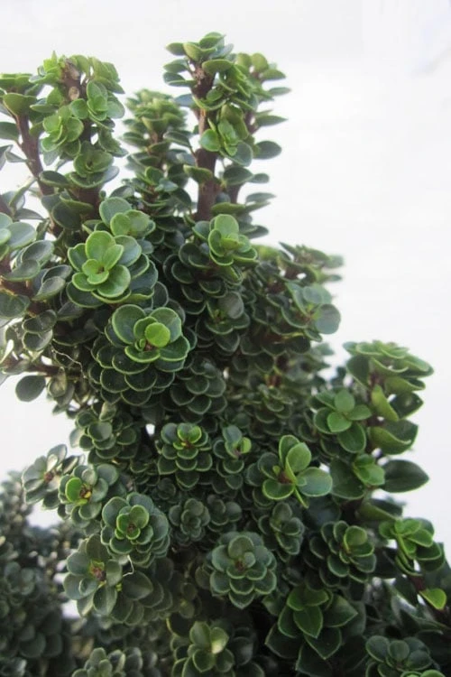 Dwarf Pagoda Japanese Holly - 1 Gallon Pot 5 Dwarf Pagoda Japanese Holly - 1 Gallon Pot - Image 3