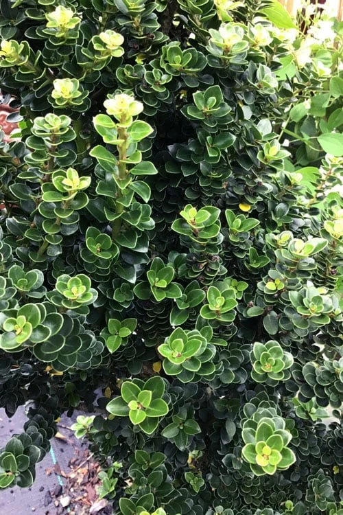 Dwarf Pagoda Japanese Holly - 1 Gallon Pot 6 Dwarf Pagoda Japanese Holly - 1 Gallon Pot - Image 4