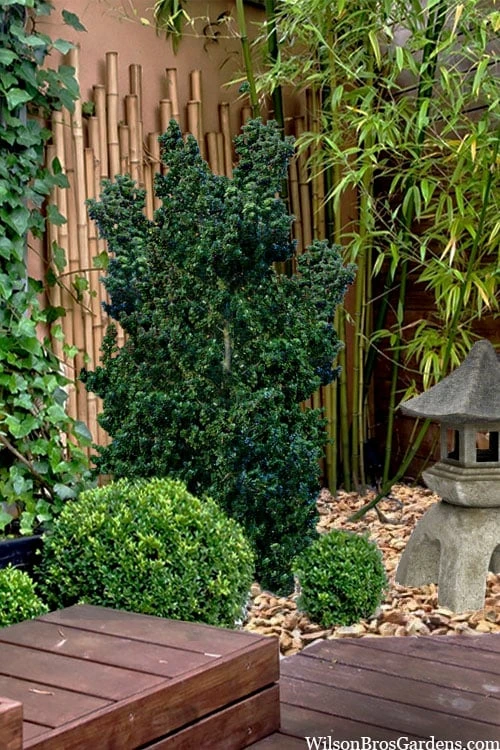 Dwarf Pagoda Japanese Holly - 1 Gallon Pot 7 Dwarf Pagoda Japanese Holly - 1 Gallon Pot - Image 5