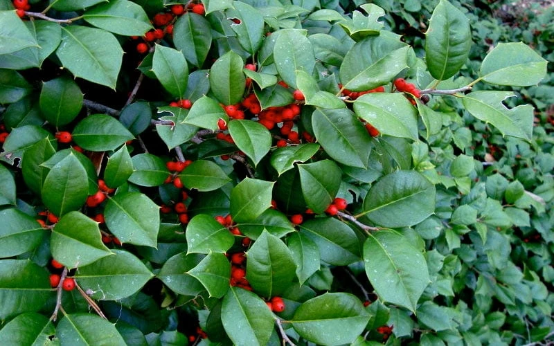 Maryland Spreader American Holly - 1 Gallon Pot 7 Maryland Spreader American Holly - 1 Gallon Pot - Image 5