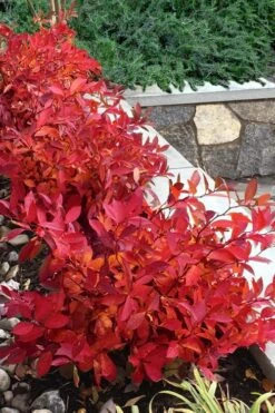 Scentlandia Sweetspire (Itea Virginica) - 3 Gallon Pot -Wilson Bros Gardens itea virginica scentlandia virginia sweetspire 7