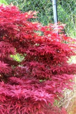 Fireglow Red Leaf Japanese Maple - 5 Gallon Pot (4.5-5.5') -Wilson Bros Gardens japanese maple fireglow 11