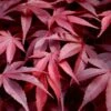 Fireglow Red Leaf Japanese Maple - 5 Gallon Pot (4.5-5.5') 1 Fireglow Red Leaf Japanese Maple - 5 Gallon Pot (4.5-5.5') -Wilson Bros Gardens japanese maple fireglow 13