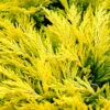Limeglow Golden Andorra Compact Juniper - 3 Gallon Pot -Wilson Bros Gardens juniper horizontalis lime glow 26