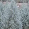Moonglow Pyramidal Blue Juniper - 7 Gallon Pot (3-4') -Wilson Bros Gardens juniper moonglow 2