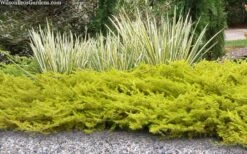 All Gold Golden Pacific Juniper - 2 Gallon Pot 13 All Gold Golden Pacific Juniper - 2 Gallon Pot -Wilson Bros Gardens juniperus conferta all gold pacific shore juniper 21