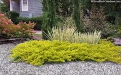 All Gold Golden Pacific Juniper - 1 Gallon Pot 12 All Gold Golden Pacific Juniper - 1 Gallon Pot -Wilson Bros Gardens juniperus conferta all gold pacific shore juniper 22 1