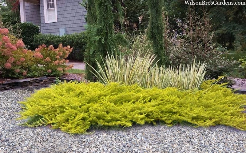 All Gold Golden Pacific Juniper - 1 Gallon Pot 6 All Gold Golden Pacific Juniper - 1 Gallon Pot - Image 4