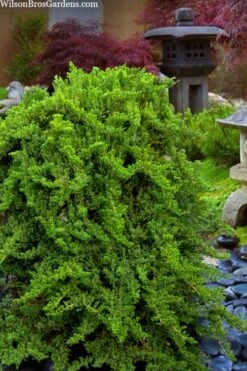 Staked Green Mound Japanese Garden Juniper - 5 Gallon Pot -Wilson Bros Gardens juniperus procumbens nana green mound japanese garden juniper staked topiary 1