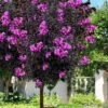 Black Diamond 'Purely Purple' Crape Myrtle Tree (Single Trunk) - 7 Gallon Pot -Wilson Bros Gardens lagerstroemia black diamond purely purple crape myrtle tree 2
