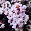Ebony Glow Crape Myrtle - 3 Gallon Pot -Wilson Bros Gardens lagerstroemia ebony glow crape myrtle 1