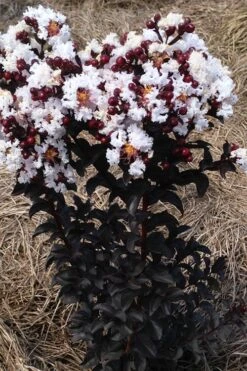 Ebony Glow Crape Myrtle - 3 Gallon Pot 11 Ebony Glow Crape Myrtle - 3 Gallon Pot -Wilson Bros Gardens lagerstroemia ebony glow crape myrtle 2