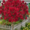 Miss Frances Red Crape Myrtle (Single Trunk Topiary Tree) - 5 Gallon Pot -Wilson Bros Gardens lagerstroemia indica miss frances standard single trunk