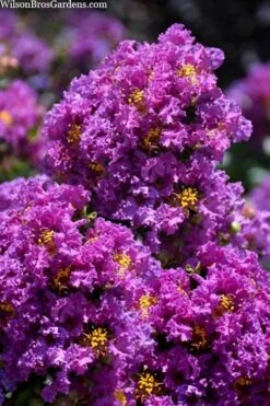 Purple Magic Crape Myrtle Tree (Single Trunk) - 7 Gallon Pot (6-7') 11 Purple Magic Crape Myrtle Tree (Single Trunk) - 7 Gallon Pot (6-7') -Wilson Bros Gardens lagerstroemia purple magic crape myrtle single trunk tree 5
