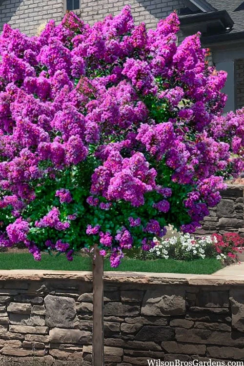 Purple Magic Crape Myrtle Tree (Single Trunk) - 7 Gallon Pot (6-7') 3 Purple Magic Crape Myrtle Tree (Single Trunk) - 7 Gallon Pot (6-7')