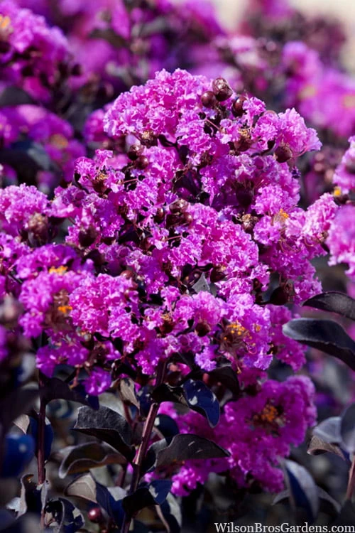 Black Diamond 'Purely Purple' Crape Myrtle Tree (Single Trunk) - 7 Gallon Pot 6 Black Diamond 'Purely Purple' Crape Myrtle Tree (Single Trunk) - 7 Gallon Pot - Image 4