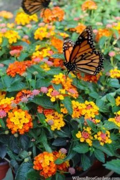 Sonset Hardy Lantana - 1 Gallon Pot -Wilson Bros Gardens lantana sonset 104 1