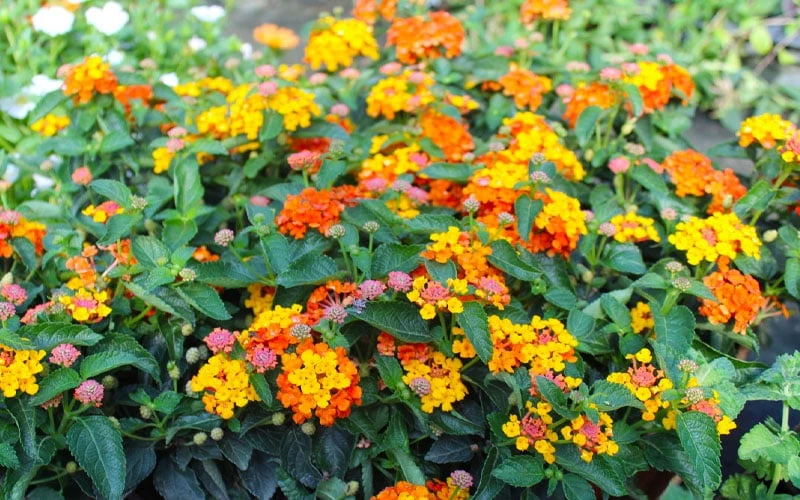 Sonset Hardy Lantana - 5 Pack Of Quart Pots 10 Sonset Hardy Lantana - 5 Pack Of Quart Pots - Image 8