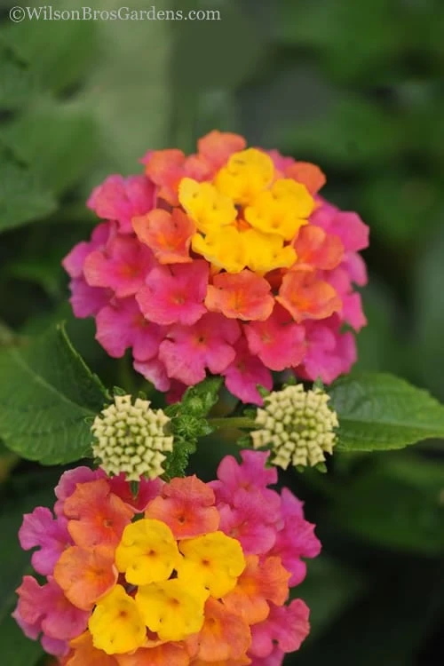 Sonset Hardy Lantana - 5 Pack Of Quart Pots 8 Sonset Hardy Lantana - 5 Pack Of Quart Pots - Image 6