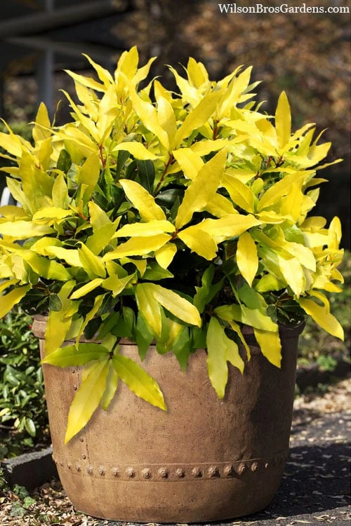 Sicilian Sunshine Sweet Bay Laurel (Laurus Nobilis) - 1 Gallon Pot 3 Sicilian Sunshine Sweet Bay Laurel (Laurus Nobilis) - 1 Gallon Pot