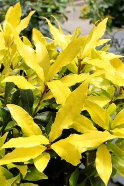 Sicilian Sunshine Sweet Bay Laurel (Laurus Nobilis) - 1 Gallon Pot 11 Sicilian Sunshine Sweet Bay Laurel (Laurus Nobilis) - 1 Gallon Pot -Wilson Bros Gardens laurus nobilis sicilian sunshine sweet bay laurel 2
