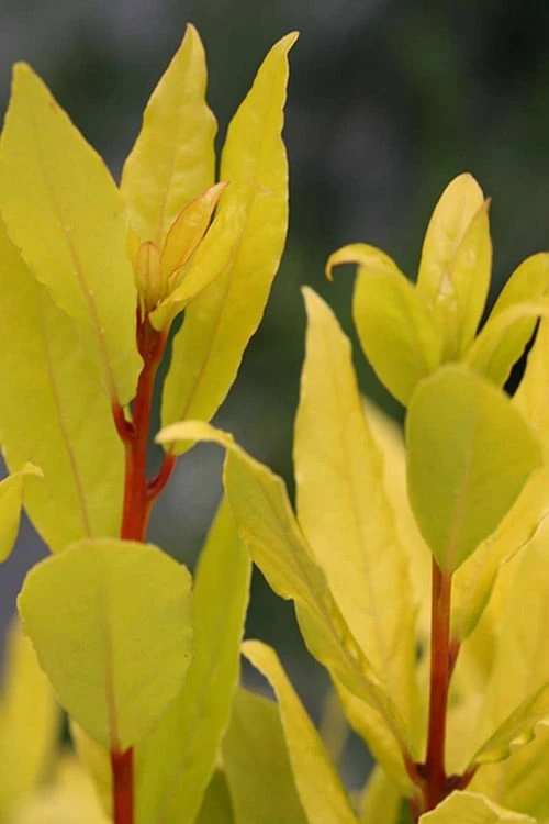 Sicilian Sunshine Sweet Bay Laurel (Laurus Nobilis) - 1 Gallon Pot 6 Sicilian Sunshine Sweet Bay Laurel (Laurus Nobilis) - 1 Gallon Pot - Image 4