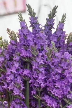 Sensational Lavender - 1 Gallon Pot -Wilson Bros Gardens lavender intermedia sensational 2