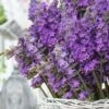Sensational Lavender - 1 Gallon Pot -Wilson Bros Gardens lavender intermedia sensational 3