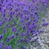 Sweet Romance English Lavender Plant - 1 Gallon Pot -Wilson Bros Gardens lavendula angustifolia sweet romance lavender 7