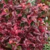 Twisting Red Leucothoe (Fetterbush) - 2 Gallon Pot -Wilson Bros Gardens leucothoe axillaris twisting red coastal dog hobble 4