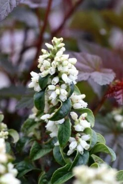 Twisting Red Leucothoe (Fetterbush) - 2 Gallon Pot -Wilson Bros Gardens leucothoe axillaris twisting red coastal dog hobble 5