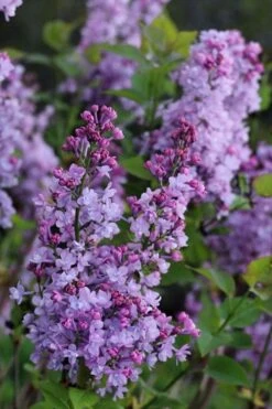 Scentara Double Blue Lilac - 3 Gallon Pot -Wilson Bros Gardens lilac scentara double blue 1